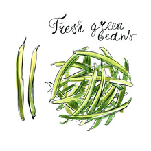 Fresh Green Beans Painted With Watercolor On A White Background. A Colored Sketch Of Vegetables With Mascara And Paint. Farm Products.