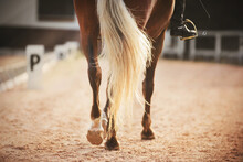 Hooves And Long Light Tail Of A Beautiful Sports Horse That Participates In Dressage Competitions On A Sunny Day. Horseback Riding. Equestrian Sport.