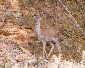 Wall Mural - deer in the forest