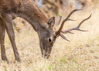 Wall Mural - deer in the forest