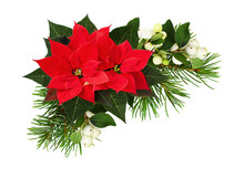 Christmas Corner Arrangement With Red Poinsettia Flowers, Snowberries And Pine Twigs Isolated On White