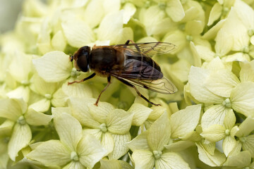 Close up fly sits on light yellow flowers