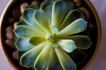 Wall Mural - close up image of green succulent plan in little planter pot