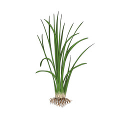 vector drawing vetiver plant