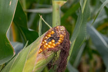 Closeup Of Ear Of Corn On Cornstalk With Missing Kernels And Damage On Tip Of Cob Due To Disease, Mold, Or Insect Damage. Concept Of Insect, Disease And Mold Control And Management
