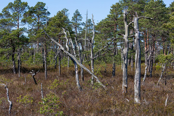 Swamp lake with islands in sunny days