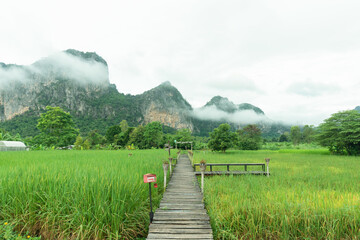 Phuphaman district mountain landscape with front green rice farm background