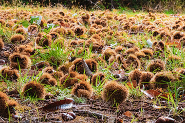 Wall Mural - chestnuts