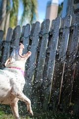 Wall Mural - Dog playing with hose outside