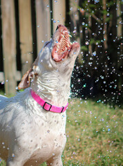 Wall Mural - Dog playing with hose outside