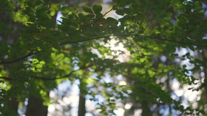 Poster - Morning sun gently breaks through the branches of green tree. Shallow DOF softly nature shot. Beautiful roundish bokeh