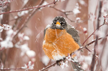 Robin (Turdus Migratorius) Toughing It Out In Snowstorm;  Wyoming
