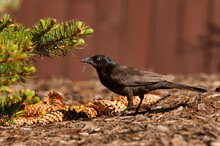 Brewer's Blackbird (Euphagus Cyanocephalus) In Garden;  Wyoming