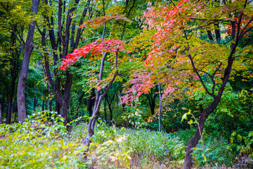 autumn forest 2