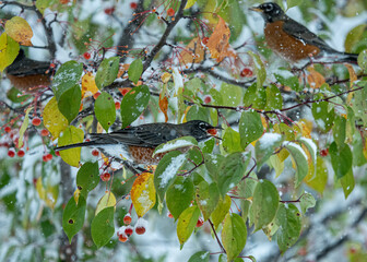 A Robin perched in a tree eating berries as snow falls