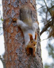 Squirrel On The Trunk Of A Pine Tree Upside Down, Close-up In The Natural Environment