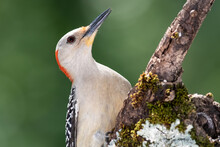 Profile Of Curious Red-Bellied Woodpecker In The Tree Branches