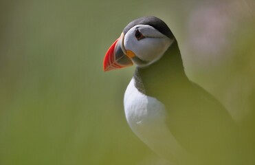 Wall Mural - Atlantic puffin (Fratercula artica) Shetland islands 