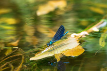 A Blue Dragonfly Sits On A Brown Leaf Floating In The Water.
