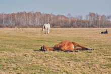 The Brown Cute Horse Sleeps Peacefully On His Side, Lying On The Grass. A Herd Of Horses Grazes In A Pasture Late Autumn.