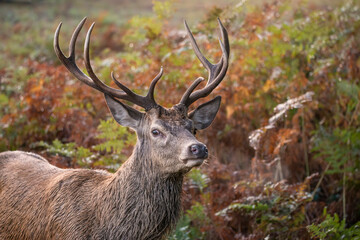 Wall Mural - beautiful image of red deer stag in vibrant golds and browns of autumn fall landscape forest