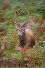 Wall Mural - beautiful image of red deer stag in vibrant golds and browns of autumn fall landscape forest