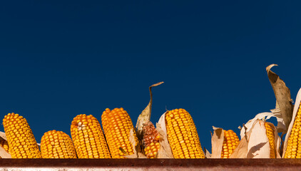 Corn crop after harvest at trailer