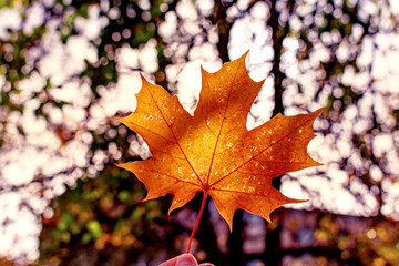 Hand holding golden orange maple leaf against a background of autumn park. Autumn background. Seasonal concept.