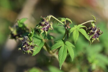 Canvas Print - Humulus  scandens female flower / Cannabaceae annual vine grass.