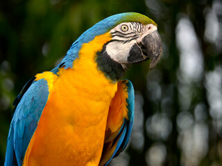 Wall Mural - Profile portrait of  gelbbrustara macaw or blue-and-gold macaw (Ara ararauna)