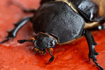 Mexican big beetle, macro photography