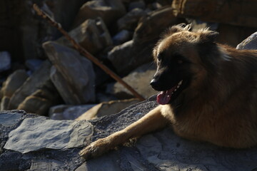 Dog on the beach