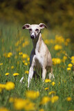 Fototapeta Konie - Cute fawn and white Whippet dog sitting outdoors in a green grass with yellow dandelion flowers in spring