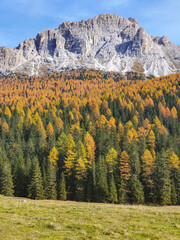 Canvas Print - VERTICAL: Rocky mountain in Dolomites towers above scenic forest turning leaves.