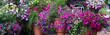 Terracotta planter bursting with fuchsia petunias , million bells, variegated vinca vines, fiber optic grasses