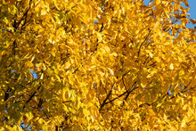 Yellow Fall  Leaves On The Shagbark Hickory Tree