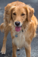 Canvas Print - golden retriever dog