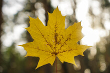 One Brown Or Yellow  Maple Leave In Autumn Or Winter Season With Blurred Background. Colorful Frost Autumn Leaf Season.