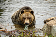 A grizzly bear (Ursus arctos horribilis) eating food waste from a plastic bag in British Columbia, Canada