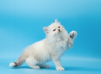 Kitten on a blue background