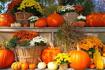 decorative display of pumpkins, squashes and flowers in the fall