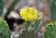 Bug On Prickly Pear Cactus Bloom