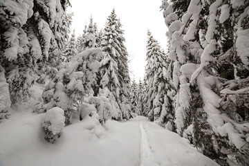 Wall Mural - Dense mountain forest with tall dark green spruce, path in white clean deep snow on bright frosty winter day.