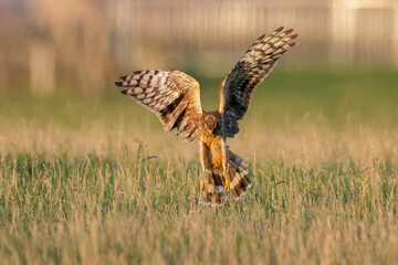 Wall Mural - Hen Harrier ready to strike.