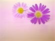 © Suganya - Closeup violet petals of purple Tatarian aster tataricus daisy flower on pink blurred background ,macro image ,soft focus ,sweet color for card design