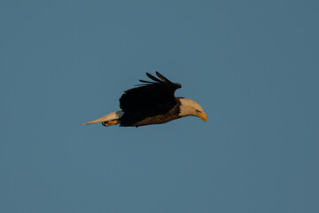 Poster - bald eagle flying, seen in the wild in  North California