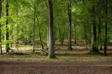 Wall Mural - New Forest ancient woodland in Hampshire England