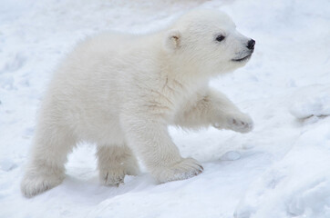 Wall Mural - polar bear cub