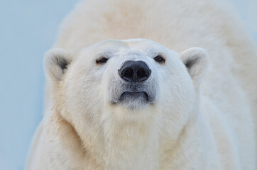 Wall Mural - polar bear portrait