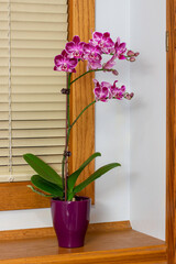 Wall Mural - Close up indoor window ledge view of beautiful purple and white flower blossoms on a moth orchid (phalaenopsis) plant with a white background